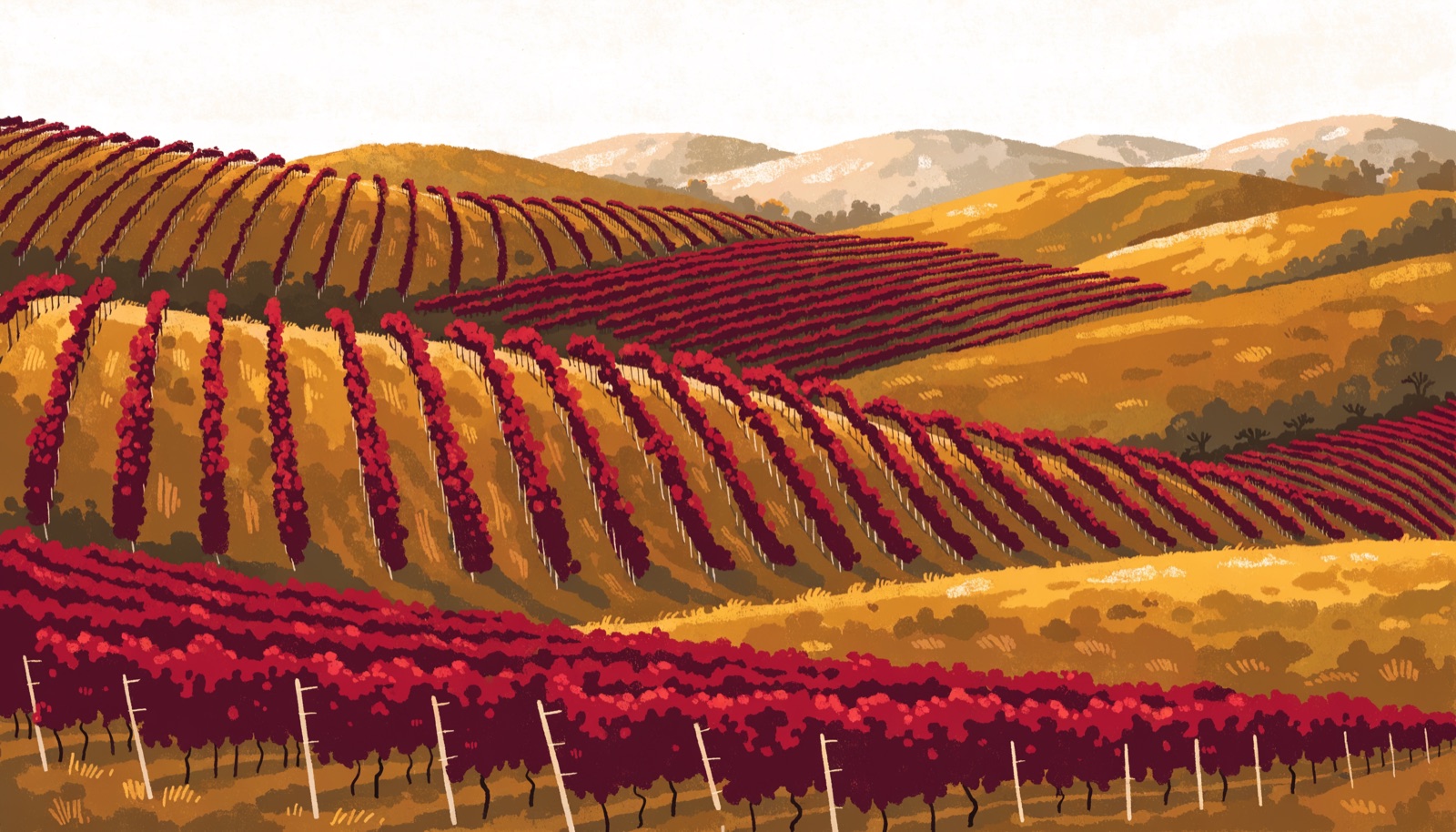 Illustrated rolling vineyard hills across Napa Valley